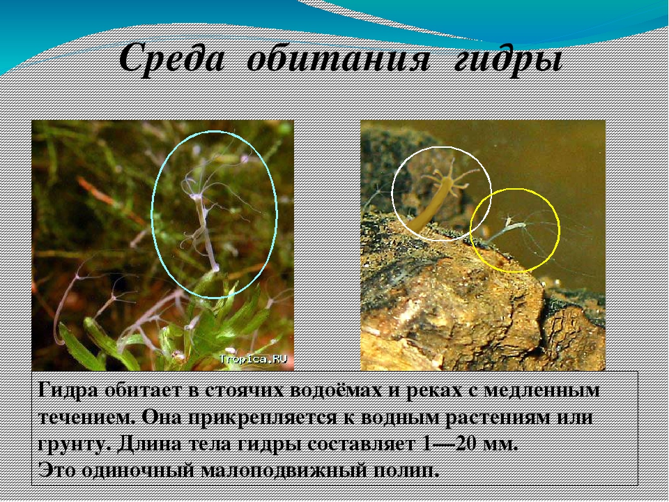 Наркотики заказать