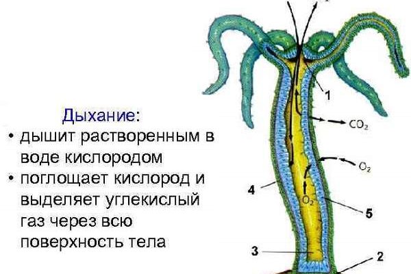 Как зайти на кракен в торе